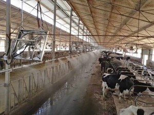 牛舍樱桃视频APP下载安装案例